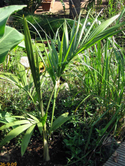 Archontophoenix cunninghamiana "illawarra"